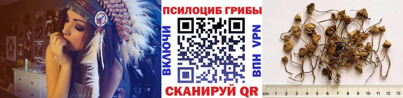Галлюциногенные грибы Psilocybine cubensis  Купить  Камышлов 